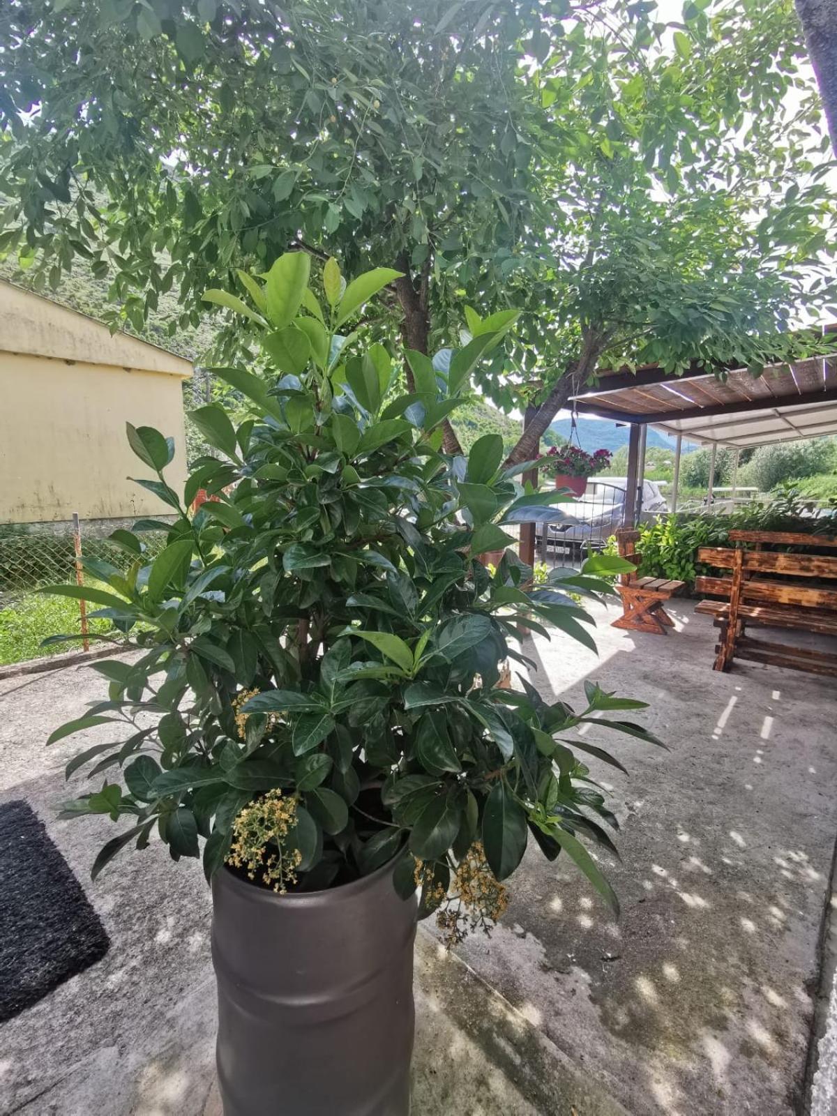 Apartment Konoba Ulicevic Vranjina Buitenkant foto